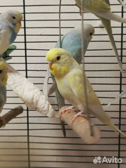 Волнистый попугай, Чехи (ввп ), получехи