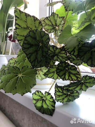 Комнатные цветы