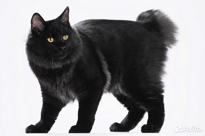 Вязка, титулованные коты приглашают