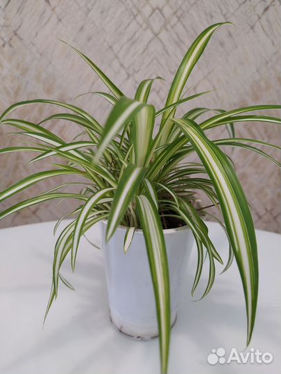 Замиокулькас Сансевиерия Хлорофитум