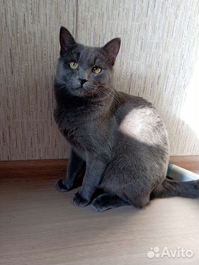 Британские котята в добрые руки бесплатно