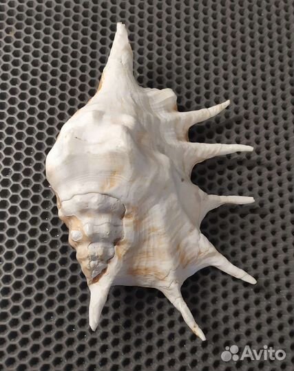 Большая ракушка Ропана