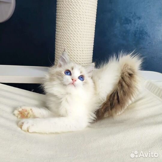 Девочка рэгдолл, Diva,в разведение