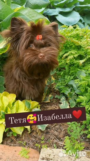 Шоколадка Мультяшная девочка