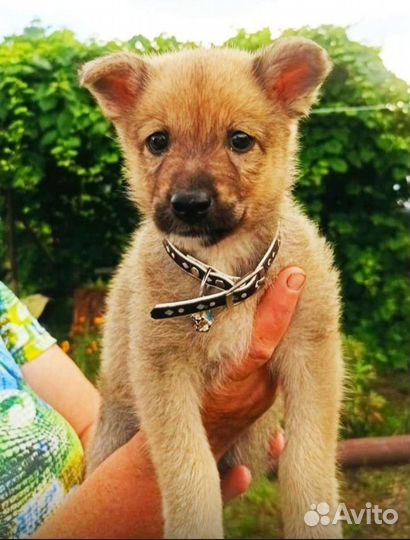 Собаки бесплатно