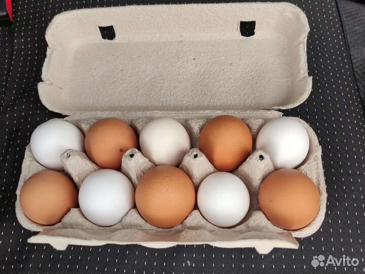 Домашние куриные яйца
