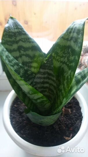 Сансевиерия (тёщин язык)