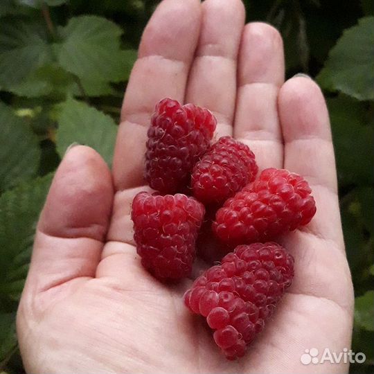 Малина ремонтантная саженцы