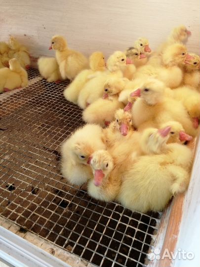 Гусята породы Краснозерская