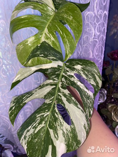 Монстера вар