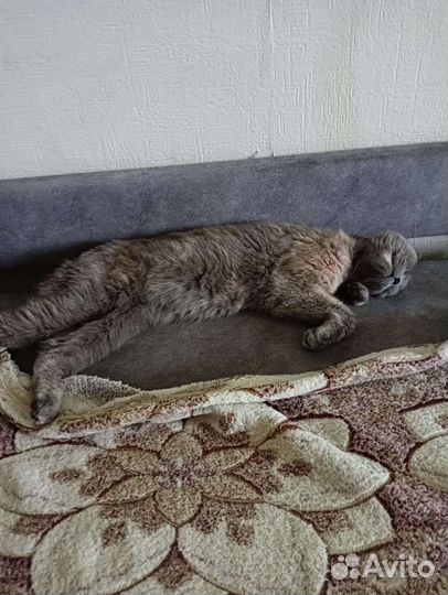 Передержка кошек