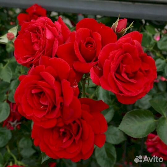 Саженцы роз Симпатия