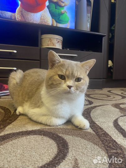 Британская прямоухая