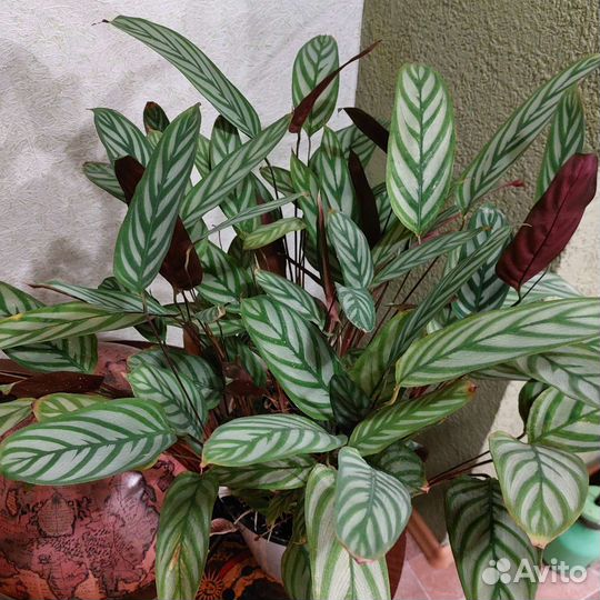 Калатея ктенанта