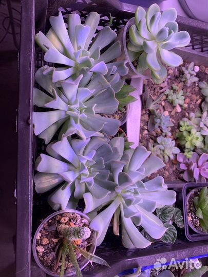 Суккуленты