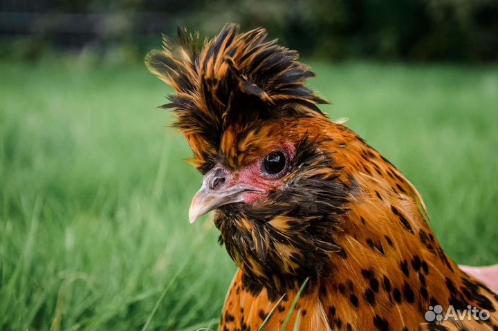 Павловское золото. цыплята в наличии