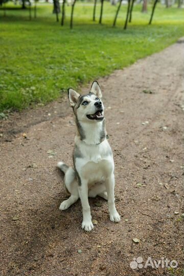 Собака Киви (метис хаски) ищет дом