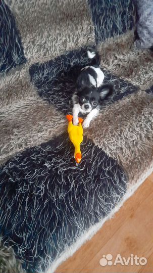 Щенок чихуахуа