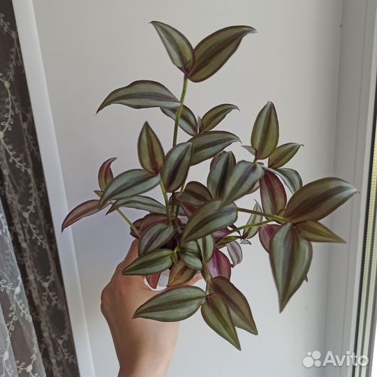 Шесть традесканций в одни руки