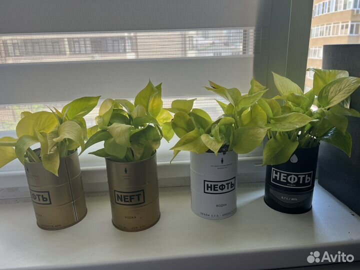 Эпипремнум