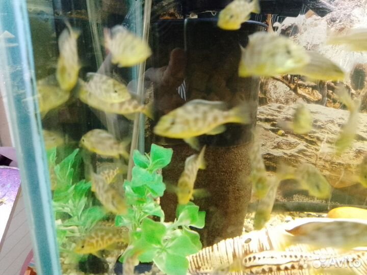 Рыбки цихлиды