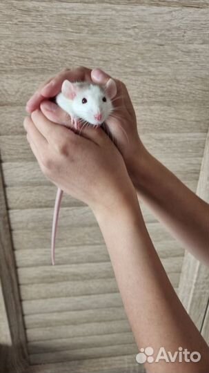 Декоротивные крысята дамбо