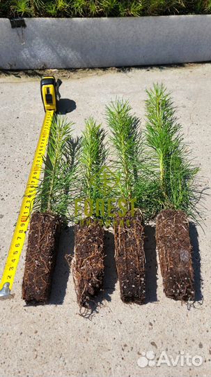 Сеянцы сосны обыкновенной зкс