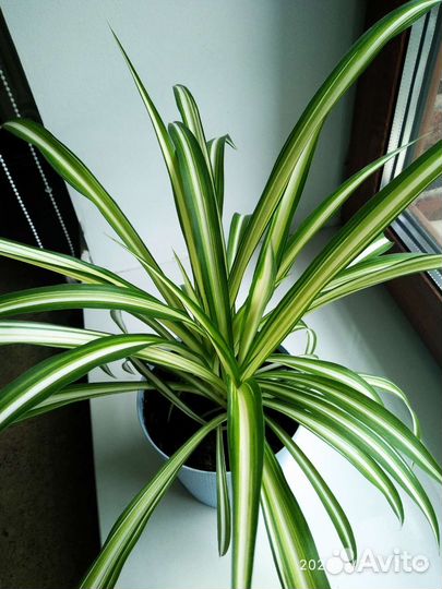 Хлорофитум хохлатый