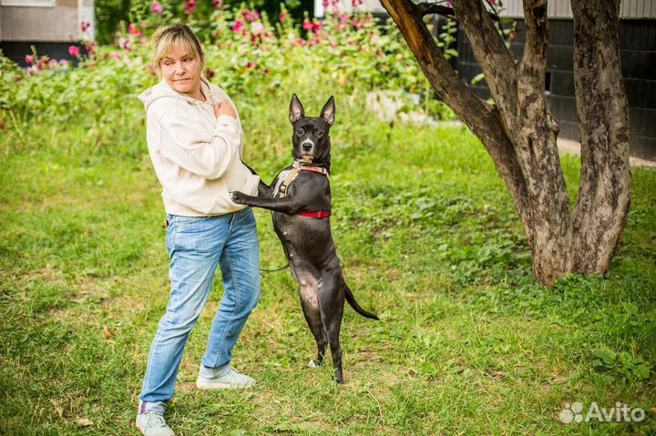 Метис питбуля Джина в добрые и ответственные руки
