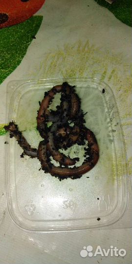 Черви Дендробене для рыбалки