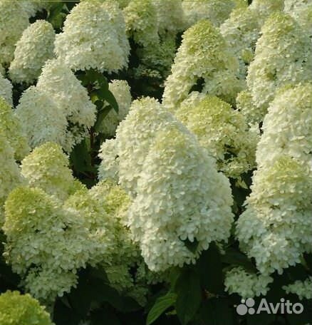 Гортензия метельчатая