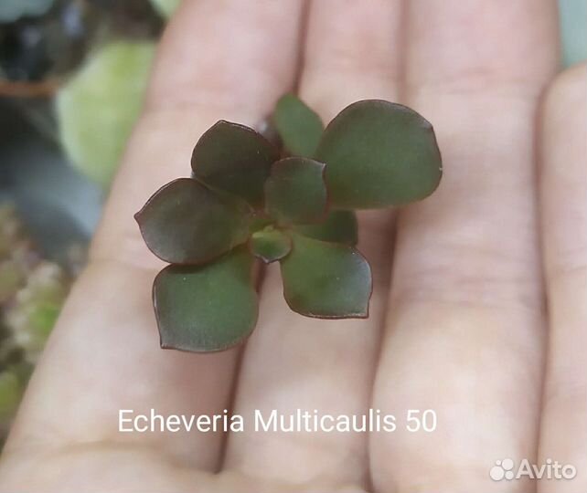 Суккуленты