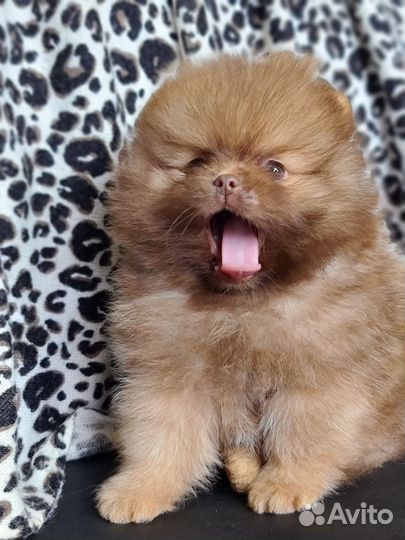 Померанский шпиц, мальчики красавчики