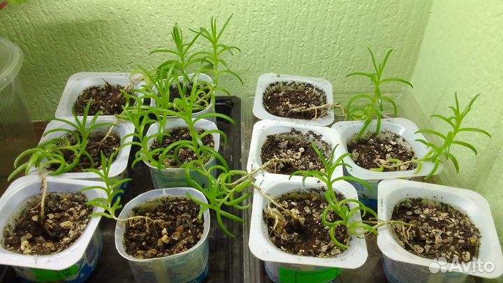 Сортовые фиалки