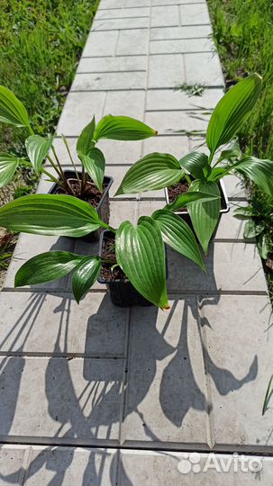 Саженцы хосты