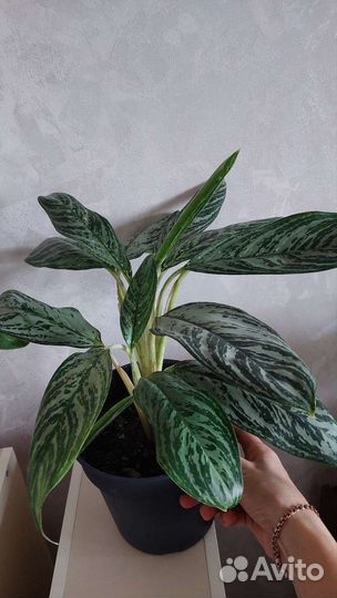 Аглаонемы разные