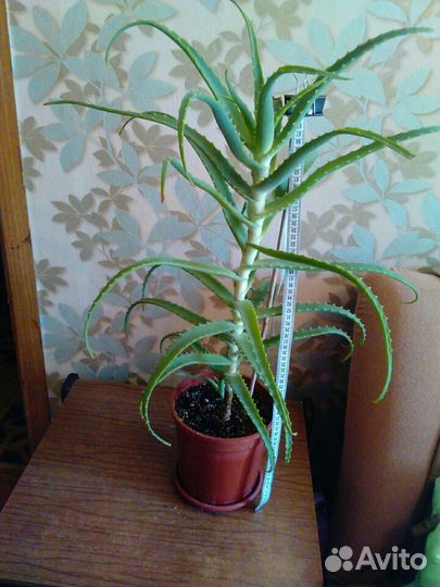 Алое 4,5 года