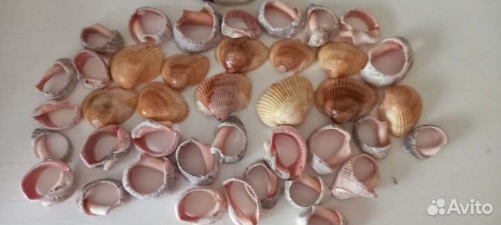 Морские ракушки