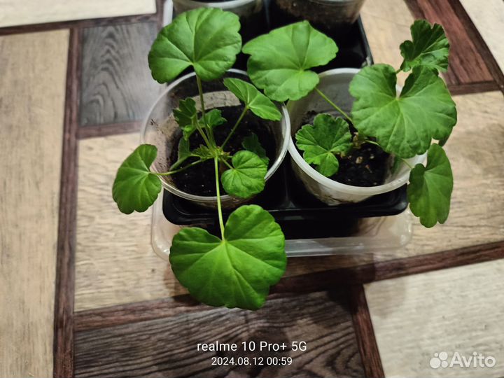 Герань пеларгония карликовая