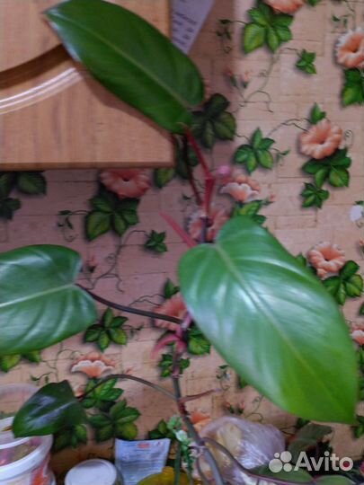 Филодендрон