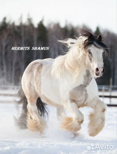 Лошадь тинкер