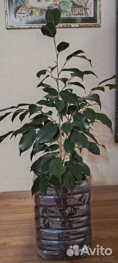 Молодое деревце