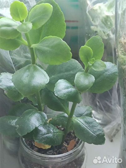 Детки растений толстянка, каланхоэ, хлорофитум