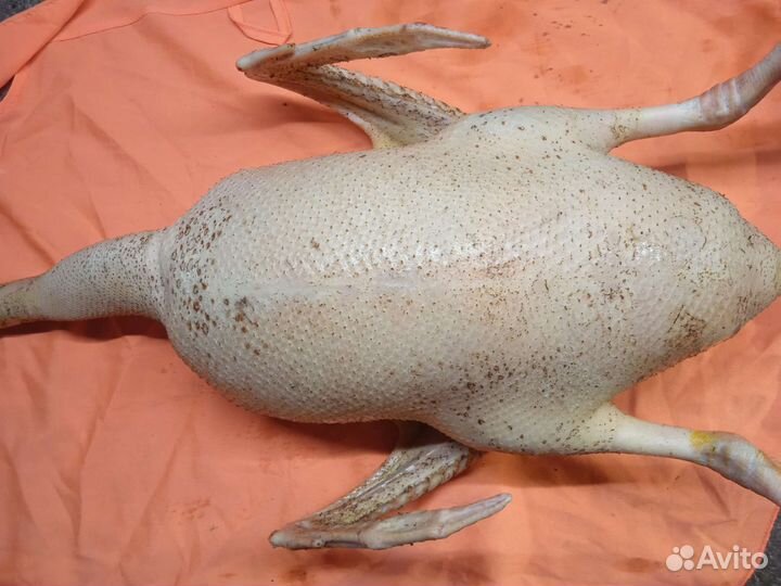 Мясо гуся, утка, индоутка