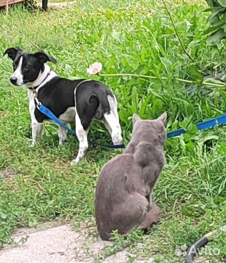 Собака в добрые руки