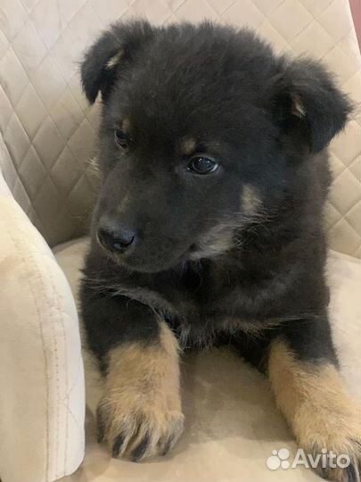 Щенки метисы овчарки