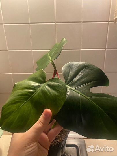 Комнатные цветы монстера