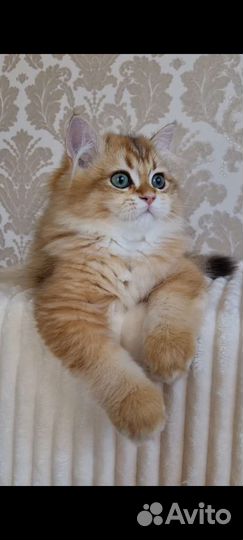 Длинношерстные малыши