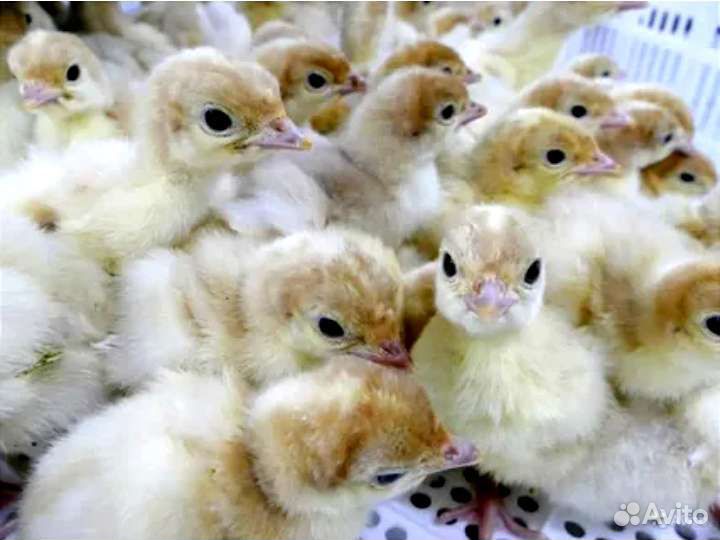 Индюшата средние Виктория 3-х суточные