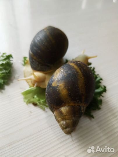 Улитки Архахатина сп Бенин